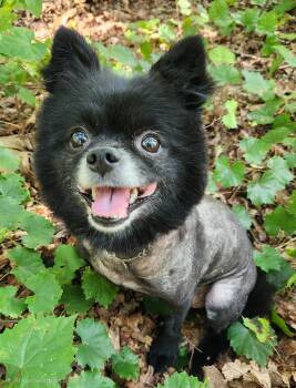Abby -  Pomeranian Dog for Adoption in Pelzer, South Carolina - Abby | PetCurious