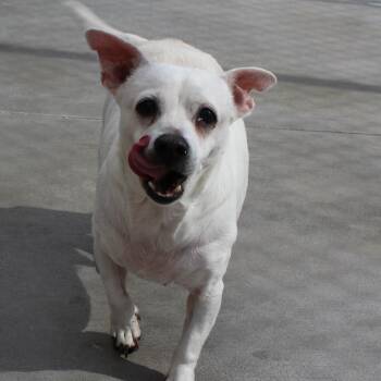 Shaggy -  Chihuahua Dog for Adoption in Mcpherson, Kansas - Shaggy | PetCurious