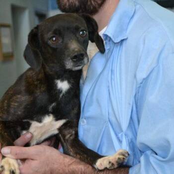 Tami -  Beagle and Chihuahua Dog for Adoption in Jackson, Louisiana - Tami | PetCurious
