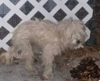 MOLLY -  Maltese Dog for Adoption in Tracy, California - MOLLY | PetCurious