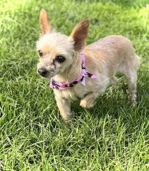 Rescue Yorkshire Terrier Dogs for Adoption in Estherville, Iowa - Lucy | PetCurious