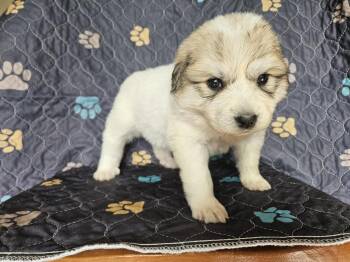 Great Pyrenees Dogs Available for Adoption in Newport, New Hampshire - Mulan | PetCurious