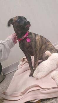 Tansy -  Pit Bull Terrier Dog for Adoption in Hamilton, Montana - Tansy | PetCurious
