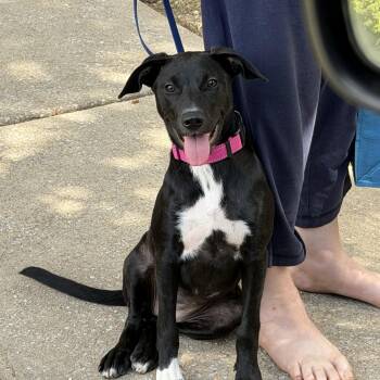 Bailey LOW fee -  Retriever Dog for Adoption in Brierfield, Alabama - Bailey LOW Fee | PetCurious
