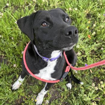Ariel -  Labrador Retriever Dog for Adoption in Pearland, Texas - Ariel | PetCurious