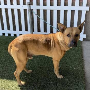 RED -  German Shepherd Dog and Mixed Breed Dog for Adoption in Modesto, California - RED | PetCurious