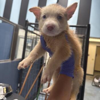 Hartley -  Shepherd Dog for Adoption in Edinburg, Texas - Hartley | PetCurious
