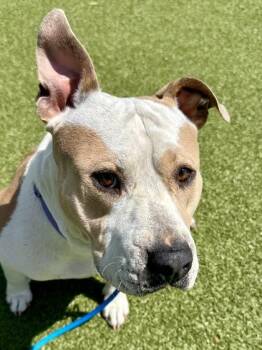 Ham -  Mixed Breed Dog for Adoption in Wichita, Kansas - Ham | PetCurious