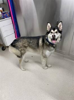 Siberian Husky and Labrador Retriever Dogs Available for Adoption - JULIO | PetCurious