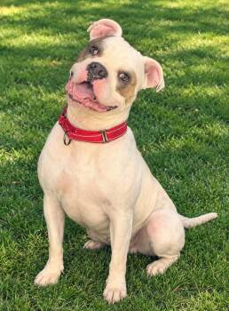 Ronan -  Pit Bull Terrier Dog for Adoption in Las Vegas, Nevada - Ronan | PetCurious