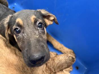German Shepherd Dog Dogs Available for Adoption in Dallas, Texas - LANA | PetCurious