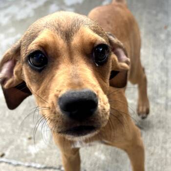Mud Bug -  Chihuahua and Dachshund Dog for Adoption in Monticello, Iowa - Mud Bug | PetCurious