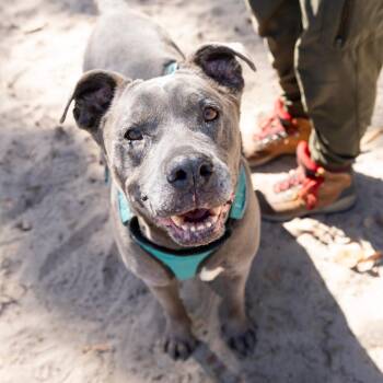 Honey Pie -  Mixed Breed Dog for Adoption in Gainesville, Florida - Honey Pie | PetCurious