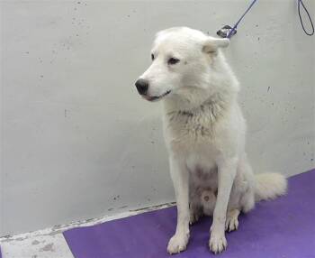 Siberian Husky and Mixed Breed Dogs Available for Adoption in Houston, Texas - A2073503 | PetCurious