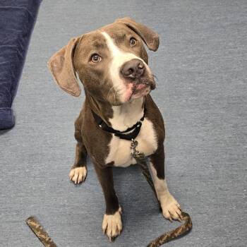 Magesty -  Mixed Breed Dog for Adoption in Pittsburgh, Pennsylvania - Magesty | PetCurious