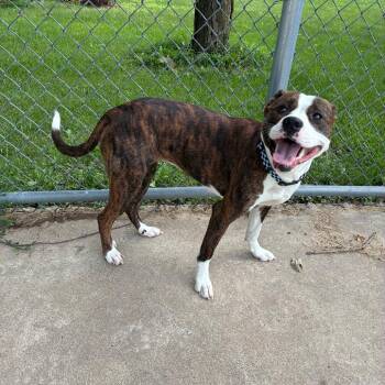 Tilly -  Australian Shepherd and Pit Bull Terrier Dog for Adoption in Dixon, Illinois - Tilly | PetCurious