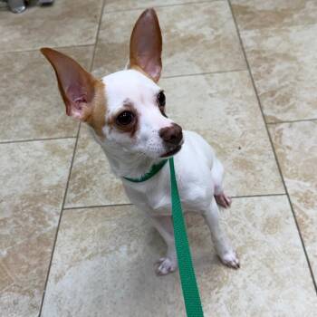 Pacman -  Chihuahua Dog for Adoption in Houston, Texas - Pacman | PetCurious