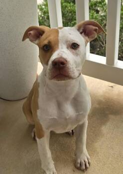 Biscuit -  American Staffordshire Terrier Dog for Adoption in Ellicott City, Maryland - Biscuit | PetCurious