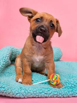 Dachshund and Jack Russell Terrier Dogs Available for Adoption in Palo Alto, California - Candy: Fruit Stripe Gum | PetCurious