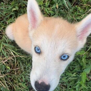 Blue -  Husky Dog for Adoption in Warrior, Alabama - Blue | PetCurious