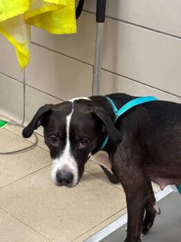 Kelly -  Mixed Breed Dog for Adoption in Bossier City, Louisiana - Kelly | PetCurious