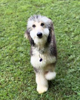 Cherry -  Afghan Hound Dog for Adoption in Sandy Springs, Georgia - Cherry | PetCurious