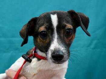 Domino And Bluto -  Chihuahua and Terrier Dog for Adoption in Portland, Oregon - Domino And Bluto | PetCurious