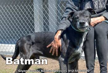 Rescue Labrador Retriever and Great Dane Dogs for Adoption in Brunswick, Georgia - BATMAN | PetCurious