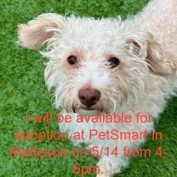 Mixed Breed Dogs Available for Adoption in Matteson, Illinois - Krypto | PetCurious