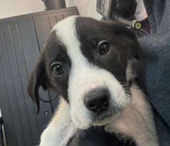 Labrador Retriever Dogs Available for Adoption - Moose | PetCurious