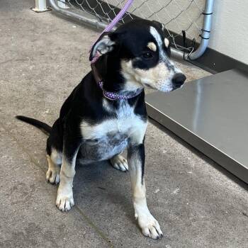 112225 -  Mixed Breed Dog for Adoption in Las Cruces, New Mexico - 112225 | PetCurious