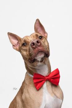 Ivan the Iconic -  Pit Bull Terrier and American Staffordshire Terrier Dog for Adoption in Friendswood, Texas - Ivan The Iconic | PetCurious