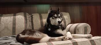 Husky Dogs Available for Adoption - Thane | PetCurious