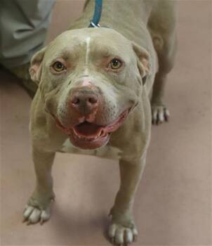 WENDY -  Mixed Breed Dog for Adoption in Columbia, South Carolina - WENDY | PetCurious