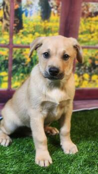 Husky and Shepherd Dogs Available for Adoption in Austin, Texas - Leo DG | PetCurious