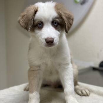 Knotts -  Australian Shepherd and Mixed Breed Dog for Adoption in Riverside, California - Knotts | PetCurious