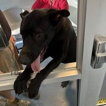 Meatball -  Shepherd Dog for Adoption in Greensboro, North Carolina - Meatball | PetCurious