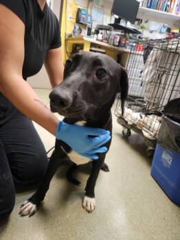 Labrador Retriever and Mixed Breed Dogs Available for Adoption - ALLAN | PetCurious