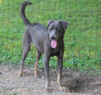 Sunnie -  Terrier Dog for Adoption in Wheelersburg, Ohio - Sunnie | PetCurious