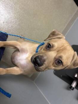 Pit Bull Terrier Dogs Available for Adoption in Las Vegas, Nevada - BUBBY | PetCurious