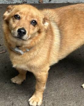 Rosco -  Beagle Dog for Adoption in Chalfont, Pennsylvania - Rosco | PetCurious
