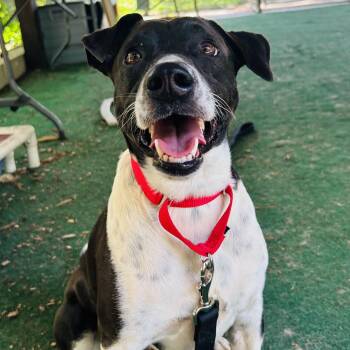 Larry -  Terrier and Mixed Breed Dog for Adoption in Cedarburg, Wisconsin - Larry | PetCurious