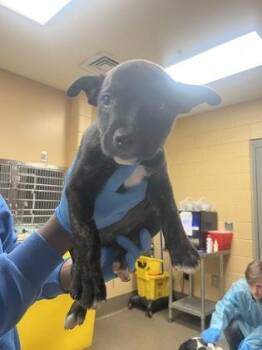 Mixed Breed Dogs Available for Adoption in Wichita, Kansas - Missy | PetCurious