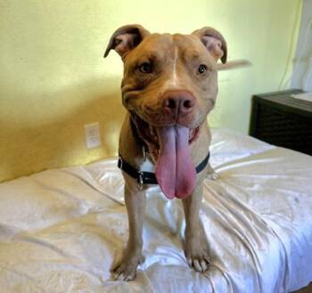 Charming -  Mixed Breed and Pit Bull Terrier Dog for Adoption in Austin, Texas - Charming | PetCurious
