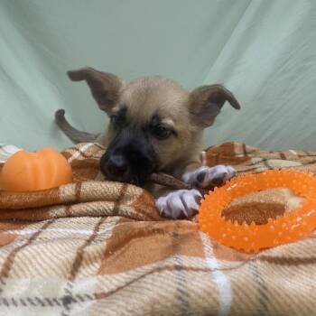 Freda -  Mixed Breed and Shepherd Dog for Adoption in Jacksboro, Tennessee - Freda | PetCurious