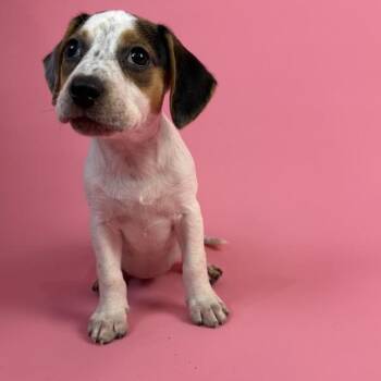 Gina Linetti -  Chihuahua and Beagle Dog for Adoption in Alvin, Texas - Gina Linetti | PetCurious