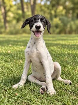 Cammi -  Labrador Retriever and Poodle Dog for Adoption in Helotes, Texas - Cammi | PetCurious