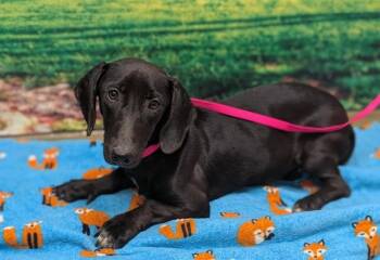 A553399 -  Dachshund and Mixed Breed Dog for Adoption in Moreno Valley, California - A553399 | PetCurious