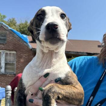 Mixed Breed Dogs Available for Adoption - Blue | PetCurious