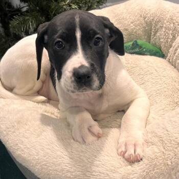 Daisy (Vulture) -  Pit Bull Terrier and Great Dane Dog Available for Adoption in North Battleford, Saskatchewan - Daisy (Vulture) | PetCurious